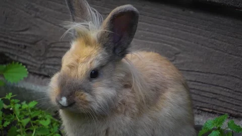 A bunny with funny hairstyle Stock Footage 252157629