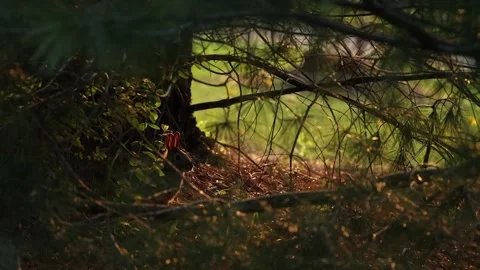 Bunny in the golden hour Stock Footage 274685532