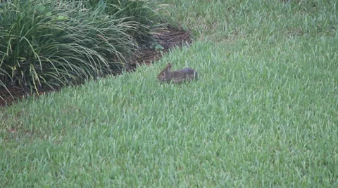 Bunny in grass Video stock 29479663