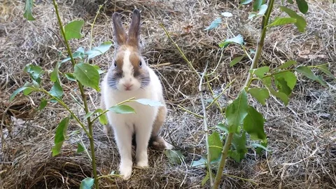 Bunny on grass Stock Footage 79660718