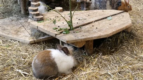 Bunny on grass 動画素材 79660759