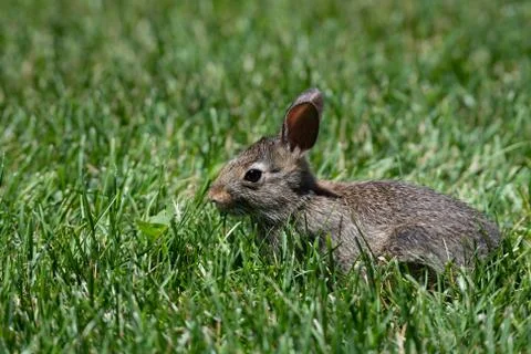 Bunny in the grass Stock Photos