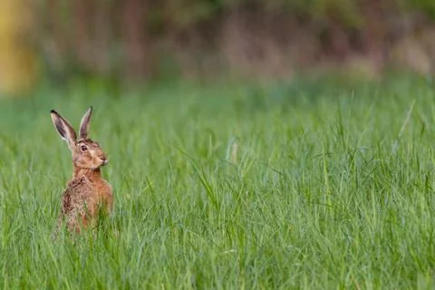 Bunny in the grass Stock Photos