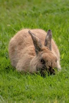 Bunny in the grass Stock Photos