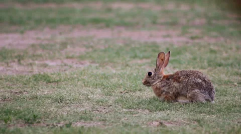 Bunny grazing Stock-Footage 32430757