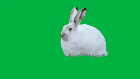 Bunny Greenscreen 8 Stock Footage 198383816
