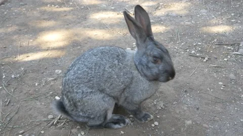 Bunny grey rabbit walking of camera Stock Footage 64144750