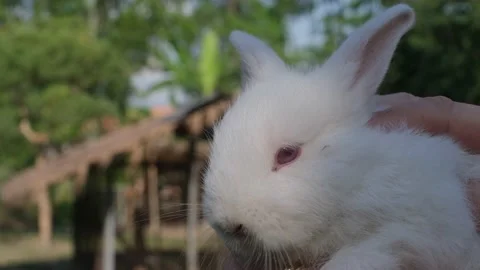 Bunny on the hand Stock Footage 170534556