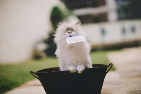 Bunny with Happy Easter card Foto stock