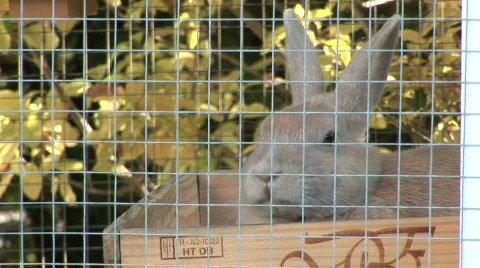 Bunny HD Stock Footage 864262