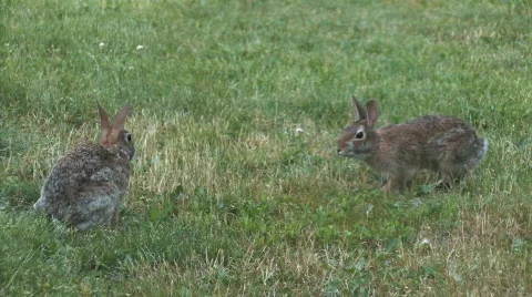 Bunny Hops Video stock 86936