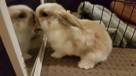 Bunny Looking In The Mirror Stock Photos