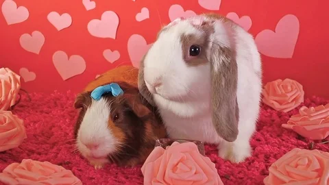 Bunny lop rabbit and cavy guinea pig together loves each other pet love Stock Footage 98792389
