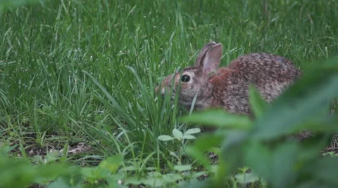 Bunny munching spring 1 Stock Footage 49924533