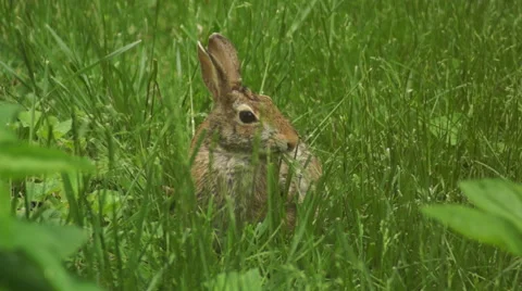 Bunny munching spring 10 Stock Footage 49918487