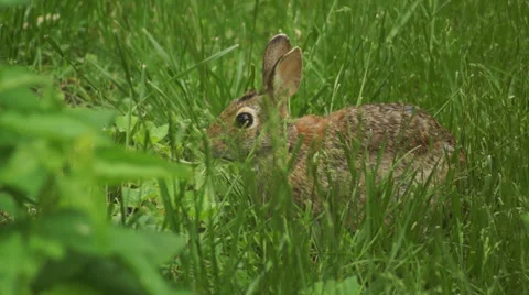 Bunny munching spring 11 Stock Footage 49914380