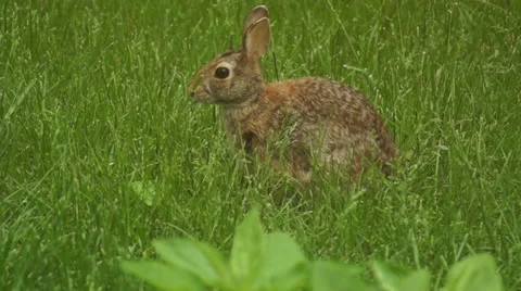 Bunny munching spring 12 Stock Footage 49912543
