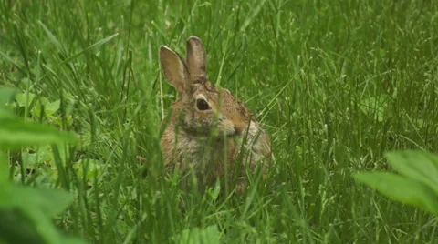 Bunny munching spring 13 Stock Footage 49911881