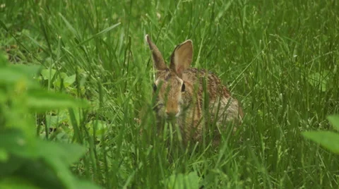 Bunny munching spring 3 Stock Footage 49923598