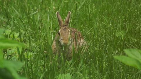 Bunny munching spring 4 Stock Footage 49923298