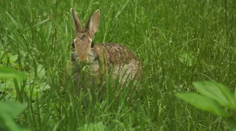 Bunny munching spring 5 Stock Footage 49922552