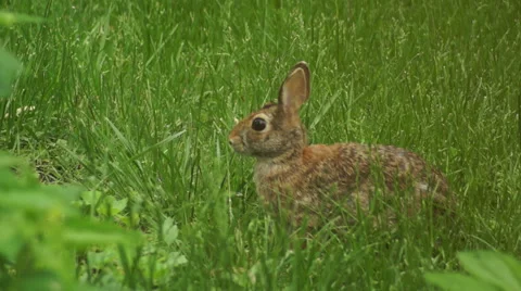 Bunny munching spring 6 Stock Footage 49922121