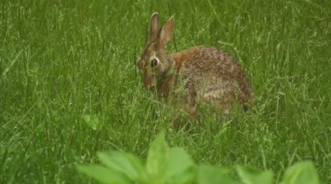 Bunny munching spring 7 Stock Footage 49921086