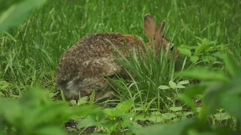 Bunny munching spring 8 Stock Footage 49920509