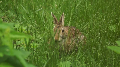 Bunny munching spring 9 Stock Footage 49919082