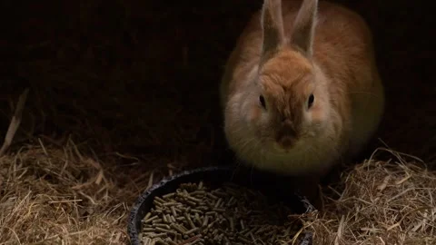 Bunny or rabbit eating peacefully and relaxed in an animal sanctuary. Stock Footage 281681250
