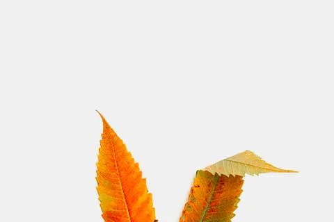 Bunny orange years made of fall leaves. Easter concept. Celebration card Stock Photos