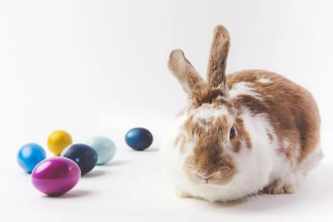 Bunny painted different colors eggs Stock Photos