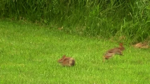 Bunny Pals Jumping Stock Footage 51445690