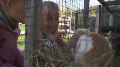 Bunny petting Vídeo Stock 58820858