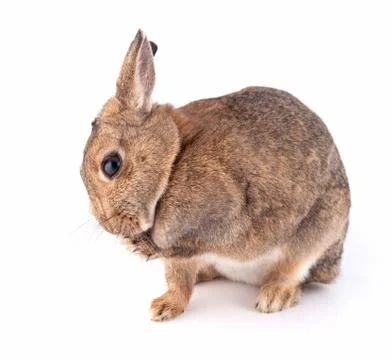 Bunny Stock Photos