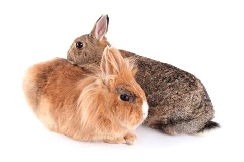 Bunny Stock Photos