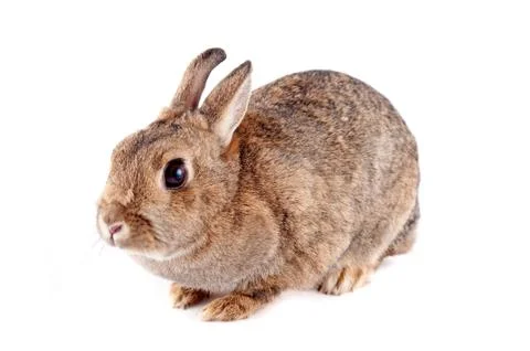 Bunny Stock Photos