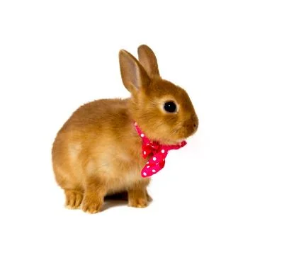 Bunny Stock Photos