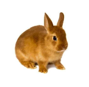 Bunny Stock Photos