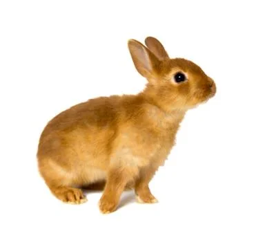 Bunny Stock Photos