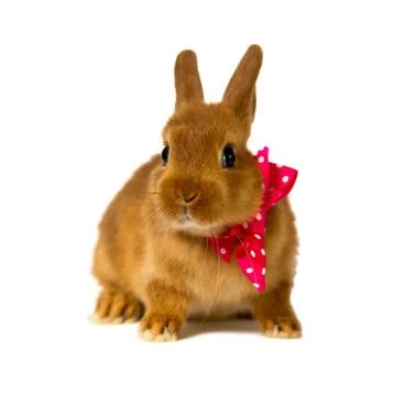 Bunny Stock Photos