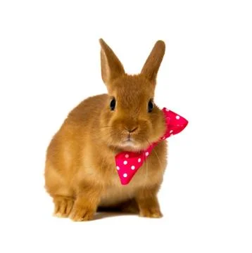 Bunny Stock Photos
