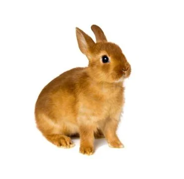 Bunny Foto stock