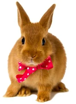 Bunny Stock Photos