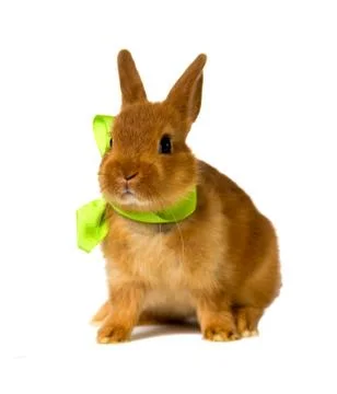 Bunny Stock Photos