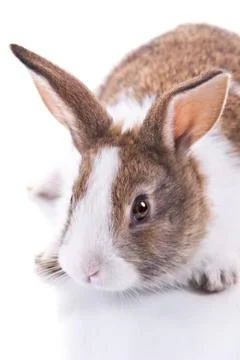 Bunny Stock-Fotos