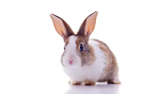 Bunny Stock Photos