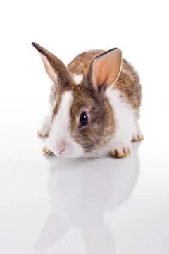 Bunny Stock Photos