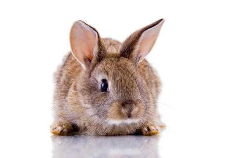 Bunny Stock Photos