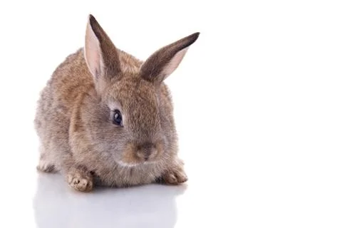 Bunny Stock Photos